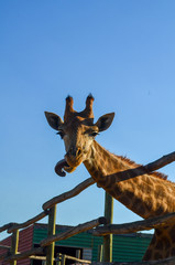 Giraffe with funny tongue, on farm, close up