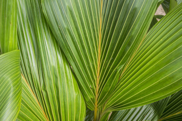 palm leaf