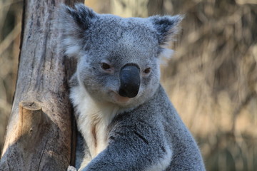 cute interested koala on a tree