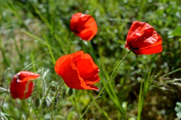 red tulips in the grass
