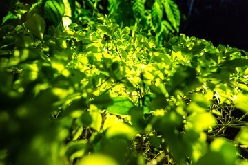 Green leaves at night