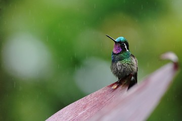 Purple-throated Mountaingem Lampornis calolaemus sitting on flower, bird from mountain tropical forest, Waterfalls garden, Costa Rica, bird perching on flower, enough space in background, tiny bird