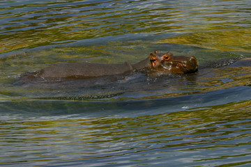 Large Hippopotamus (Hippopotamus Amphibius)  bathing in water. Outdoor  in summer.