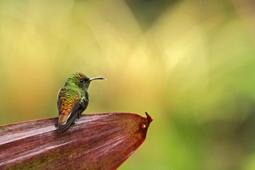 coppery-headed emerald Elvira cupreiceps sitting on flower, bird from mountain tropical forest, Waterfalls garden, Costa Rica, bird perching on flower, enough space in background, tiny beautiful bird