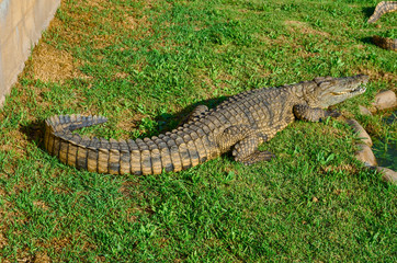 Full display of alligator, crocodile, on grass on farm, South Africa