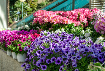 Fototapeta na wymiar Purple small flowers in a garden