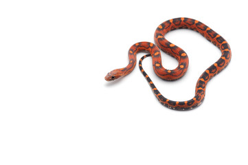 scaleless corn snake isolated on white background