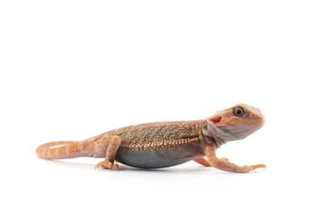 Bearded Dragon isolated on white background