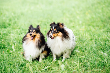 close up portrait of two happy friends dogs puppy and Shetland Sheepdog in clothes on nature background. collie  playing
