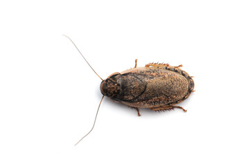 Giant cockroach isolated on white background
