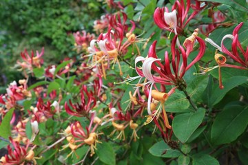 Red honeysuckle in bloom with green foliage in summer