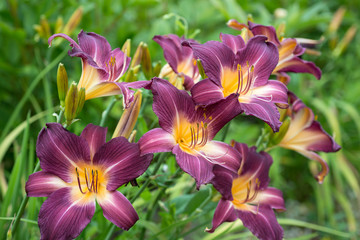 Beautiful lily flowers blooming in the garden - 209126242