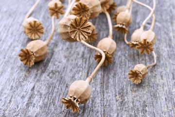Close-up of dry poppy seed pods on wooden background    