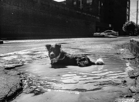 Perro en charco