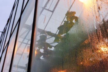 Detail of a greenhouse with condensation and orange light.
