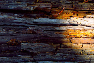 Old Wood Texture