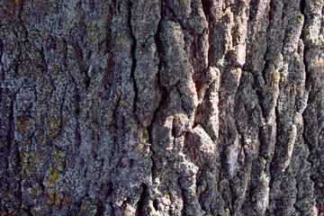 Texture of the bark of a tree