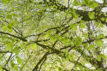 Fototapeta premium Many fresh green spring leaves on a tree with branches 
