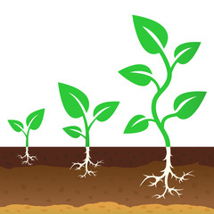 The stage of growth of a sprouts. Vector illustration