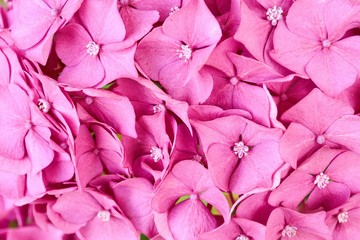 Multiple pink flowers as a valentine background  
