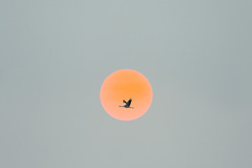 Closeup of a Single Crane Flying in Front of Orange Setting Sun