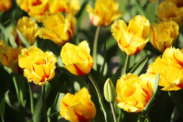 Red and yellow double tulips