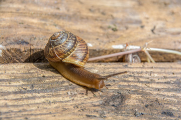 snail crosses the crack in the old boards. Russia