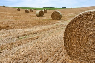 Fototapeta na wymiar Agricultural landscape, with hay rolls. Straw harvest in Northern France.