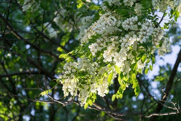 Fototapeta na wymiar Spring tree flowering white blooming tree. Slovakia