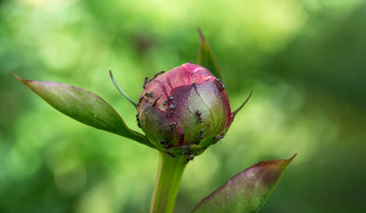 Ants bustling on a peony bud. Blurred natural green background. Russia