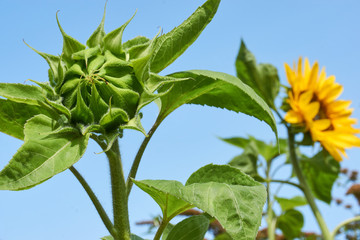 Close-up of a green sunflower bud and yellow sunflower in bloom against a blue sky     