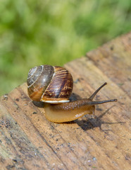 the snail on the old boardssnail crawling on the edge of old boards on the background of green plants. Russia