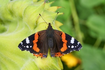 Butterfly Vanessa atalanta resting on the back of a sunflower