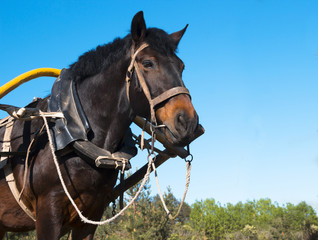 against a blue sky the head of a horse harnessed to a cart for a rider ride a horse transport knot...