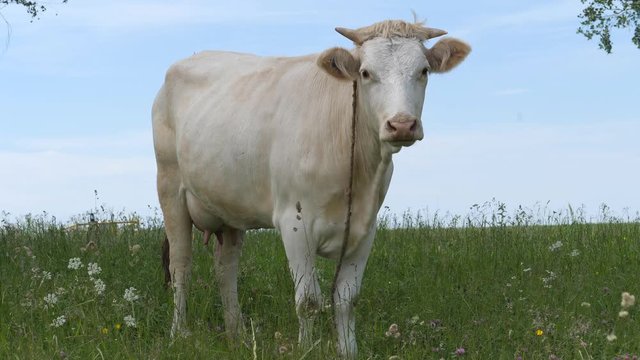 White cow on a meadow. cash cow stands in a green field and waves its tail. Wildflowers swaying in the gusts of wind. Overall plan.