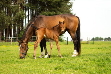 Horse and Foal