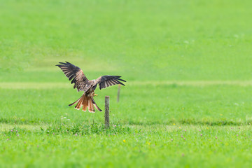 Common buzzard landing on wooden pole in green meadow