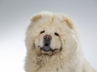White Chow Chow in a studio with white background 