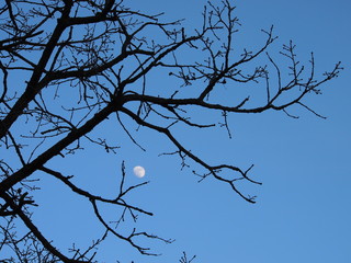 luna di giorno