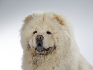 White Chow Chow in a studio with white background 