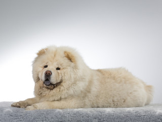 White Chow Chow in a studio with white background 