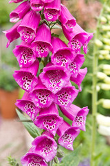 Pink foxglove flower. Digitalis