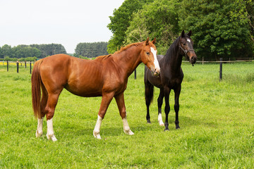 Horses in green field