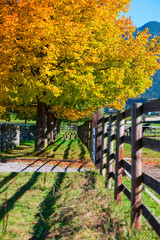 colorfull fall autumn tree next to wooden fence