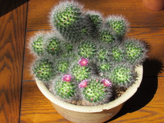 Potted mammillaria cactus with pink flowers starting to bloom in the sun 