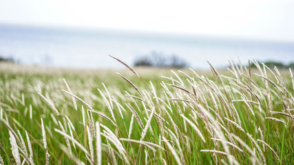 campo di grano