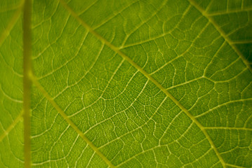 green leaf macro close up natural background. 