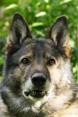 German Shepherd dog. Slovakia