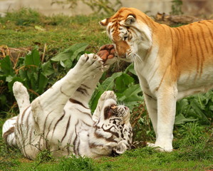Kitty Play 