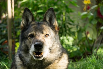 Naklejka na ściany i meble German Shepherd dog. Slovakia